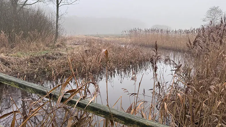 Kronkelend wandelpad in het Reestdal bij Oud Avereest met mistige doorkijkjes
